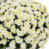 Garden Mum Chrysanthemum – Hourra Pearl