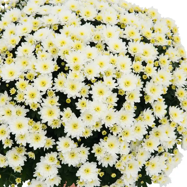 Garden Mum Chrysanthemum – Hourra Pearl Garden Mum Chrysanthemum – Hourra Pearl