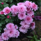 Garden Mum Chrysanthemum – Youpi Pink