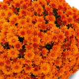 Garden Mum Chrysanthemum – Hourra Copper