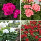 Geranium Big Collection X 4 Plants Colgercol - Garden Express Australia
