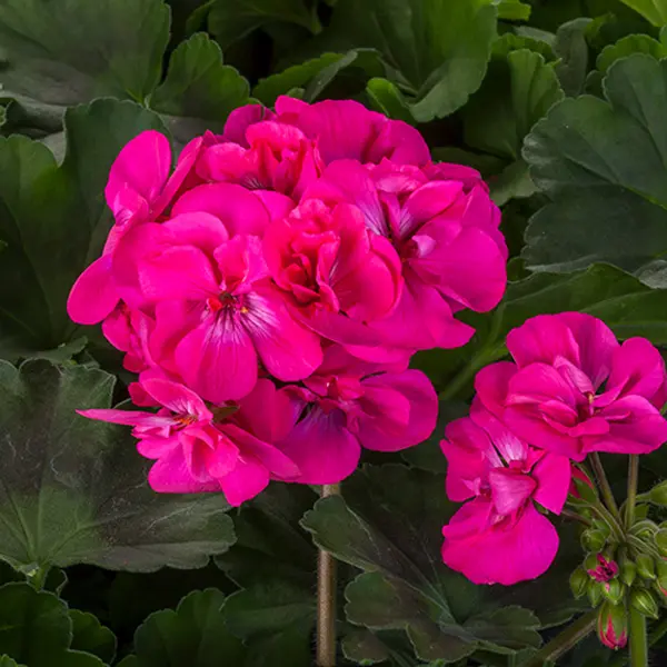Geranium Big Pink