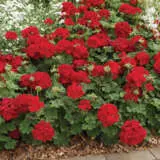 Geranium Big Red P10gerbre - Garden Express Australia