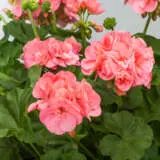 Geranium Big Salmon P10gerbsa - Garden Express Australia
