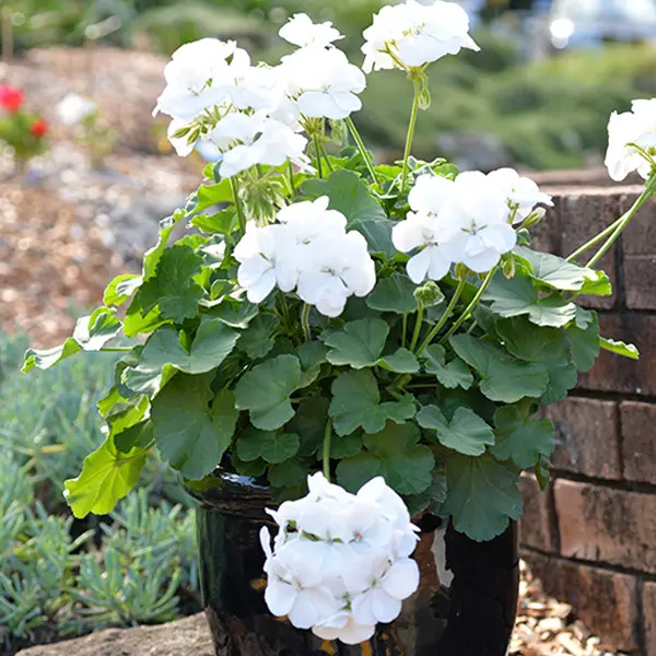 Geranium Big White