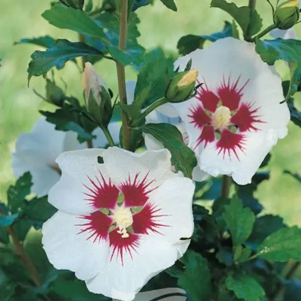 Hibiscus Syriacus Helene Hibiscus Syriacus Helene