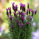 Lavender La Diva Berry Beautiful Plulavbbe - Garden Express Australia