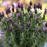 Lavender La Diva Big Night Lavender La Diva Big Night