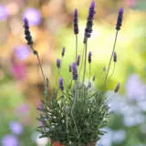 Lavender La Diva Imperial Lavender La Diva Imperial