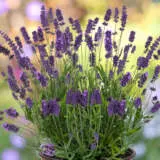 Lavender La Diva Romance Plulavrmc - Garden Express Australia
