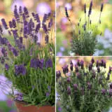 Lavender La Diva Sampler Collection Collavlds - Garden Express Australia