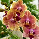 Orchid Phalaenopsis Double Stem Bi Colour Peach P85ophbcp - Garden Express Australia