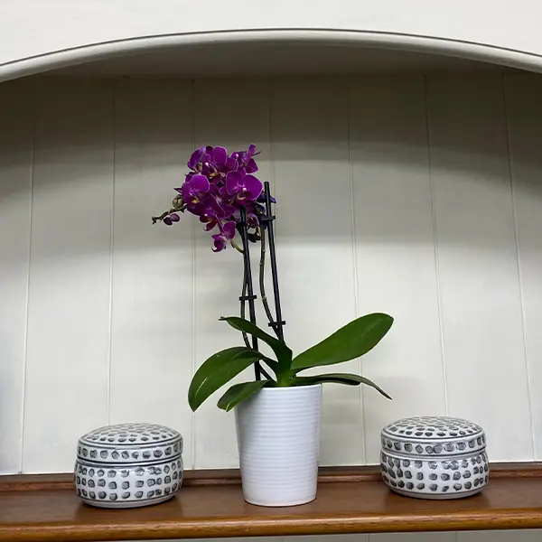 Orchid Phalaenopsis- Mini Double Stem Purple