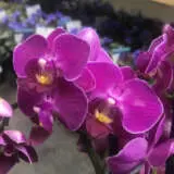 Orchid Phalaenopsis- Mini Double Stem Purple Orchid Phalaenopsis- Mini Double Stem Purple