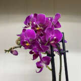 Orchid Phalaenopsis- Mini Double Stem Purple