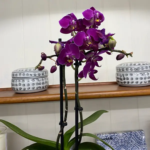 Orchid Phalaenopsis- Mini Double Stem Purple