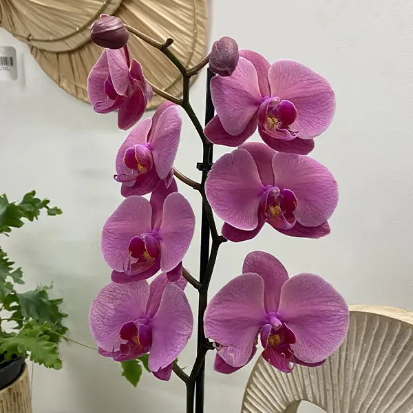 Orchid Phalaenopsis Single Stem- Large Hot Pink Orchid Phalaenopsis Single Stem- Large Hot Pink