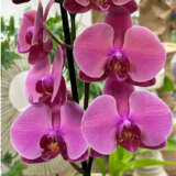 Orchid Phalaenopsis Single Stem Large Hot Pink P10ophshp - Garden Express Australia