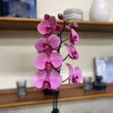 Orchid Phalaenopsis Single Stem- Large Hot Pink Orchid Phalaenopsis Single Stem- Large Hot Pink