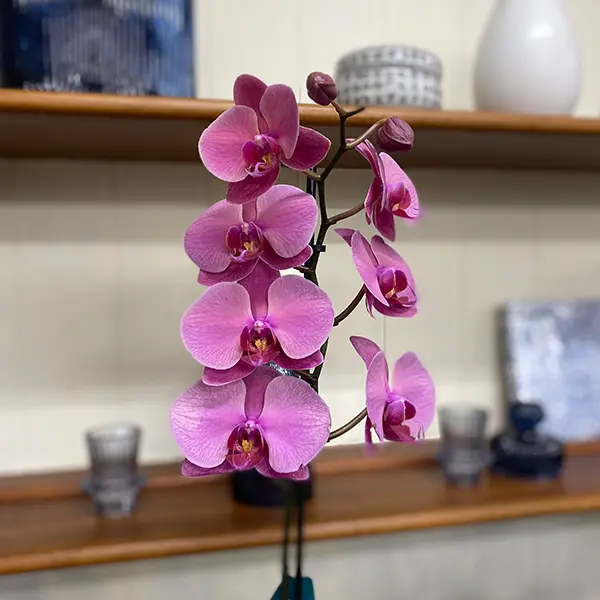 Orchid Phalaenopsis Single Stem- Large Hot Pink Orchid Phalaenopsis Single Stem- Large Hot Pink