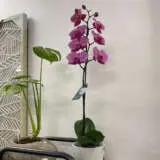 Orchid Phalaenopsis Single Stem- Large Hot Pink Orchid Phalaenopsis Single Stem- Large Hot Pink