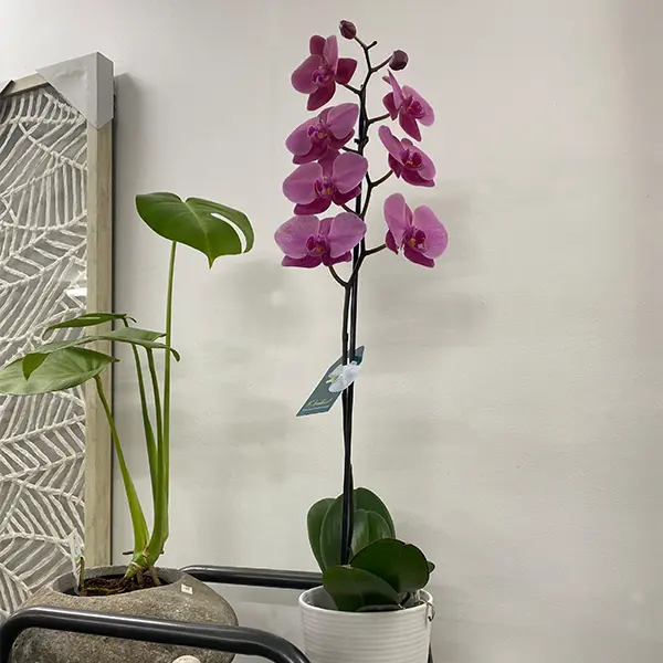 Orchid Phalaenopsis Single Stem- Large Hot Pink Orchid Phalaenopsis Single Stem- Large Hot Pink