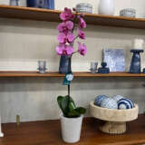 Orchid Phalaenopsis Single Stem- Large Hot Pink