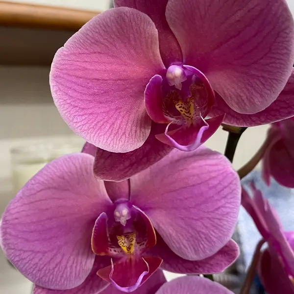 Orchid Phalaenopsis Single Stem- Large Hot Pink Orchid Phalaenopsis Single Stem- Large Hot Pink