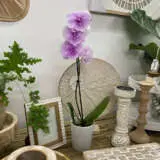 Orchid Phalaenopsis Single Stem Large Pink P10ophssp 1 - Garden Express Australia