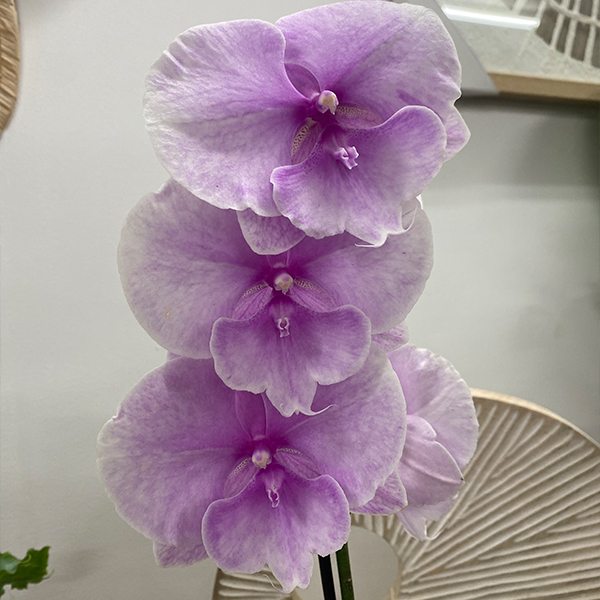 Orchid Phalaenopsis Single Stem- Large Pink