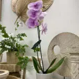 Orchid Phalaenopsis Single Stem- Large Pink Orchid Phalaenopsis Single Stem- Large Pink