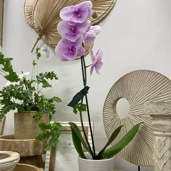 Orchid Phalaenopsis Single Stem- Large Pink Orchid Phalaenopsis Single Stem- Large Pink