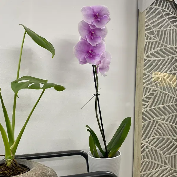 Orchid Phalaenopsis Single Stem- Large Pink Orchid Phalaenopsis Single Stem- Large Pink