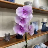 Orchid Phalaenopsis Single Stem- Large Pink Orchid Phalaenopsis Single Stem- Large Pink