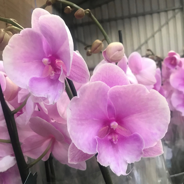 Orchid Phalaenopsis Single Stem- Large Pink