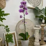 Orchid Phalaenopsis Single Stem Large Speckled Pink P10ophsssp 1 - Garden Express Australia