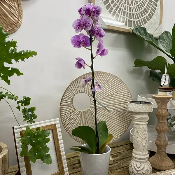 Orchid Phalaenopsis Single Stem- Large Speckled Pink Orchid Phalaenopsis Single Stem- Large Speckled Pink