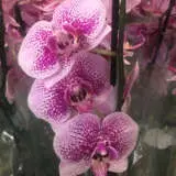 Orchid Phalaenopsis Single Stem- Large Speckled Pink Orchid Phalaenopsis Single Stem- Large Speckled Pink