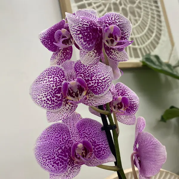 Orchid Phalaenopsis Single Stem- Large Speckled Pink Orchid Phalaenopsis Single Stem- Large Speckled Pink