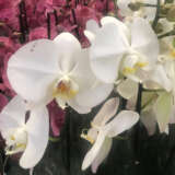 Orchid Phalaenopsis Single Stem Large White P10ophssw - Garden Express Australia