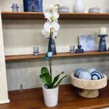 Orchid Phalaenopsis Single Stem White P85ophssw 1 - Garden Express Australia