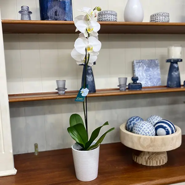 Orchid Phalaenopsis Single Stem- Large White Orchid Phalaenopsis Single Stem- Large White