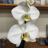 Orchid Phalaenopsis Single Stem- Large White Orchid Phalaenopsis Single Stem- Large White