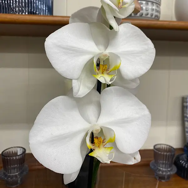 Orchid Phalaenopsis Single Stem- Large White Orchid Phalaenopsis Single Stem- Large White