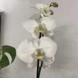 Orchid Phalaenopsis Single Stem- Large White Orchid Phalaenopsis Single Stem- Large White