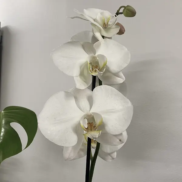 Orchid Phalaenopsis Single Stem- Large White Orchid Phalaenopsis Single Stem- Large White