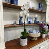 Orchid Phalaenopsis Single Stem- Large White Orchid Phalaenopsis Single Stem- Large White