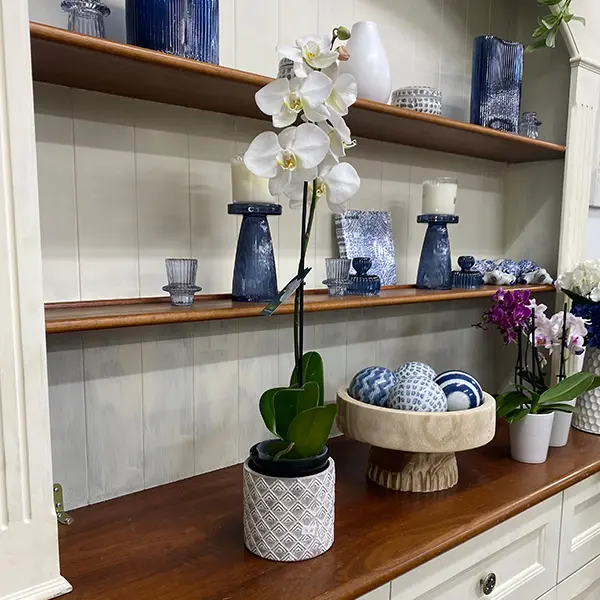 Orchid Phalaenopsis Single Stem- Large White Orchid Phalaenopsis Single Stem- Large White