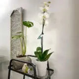 Orchid Phalaenopsis Single Stem- Large White Orchid Phalaenopsis Single Stem- Large White