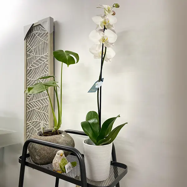 Orchid Phalaenopsis Single Stem- Large White Orchid Phalaenopsis Single Stem- Large White